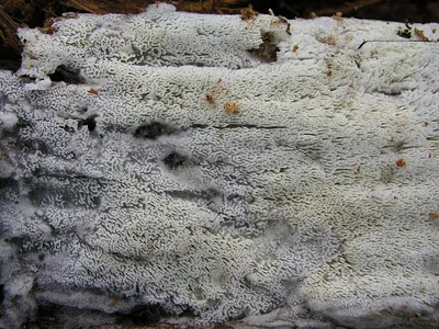 Anomoporia kamtschatica