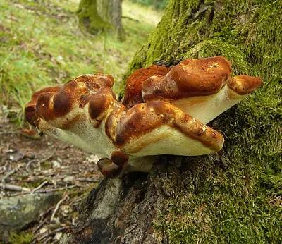 Oak polypore