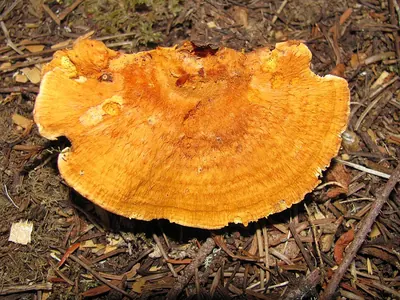 Pycnoporellus fulgens