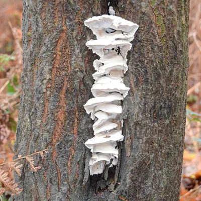 Sarcodontia spumea