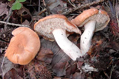 Hydnum rufescens
