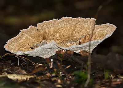 Cymatoderma elegans