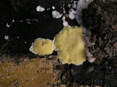 Flaviporus citrinellus