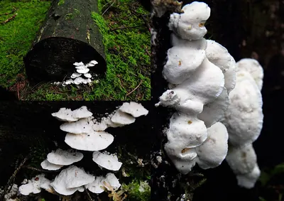 Small cheese mushroom