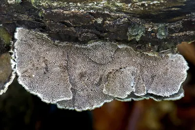 Trametes villosa