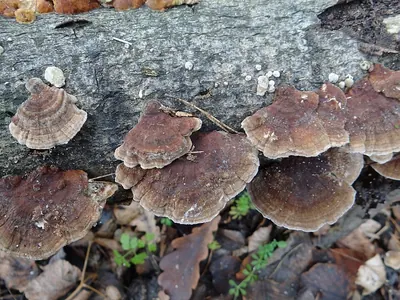 Trametes ochracea