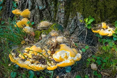 Vanderbylia fraxinea