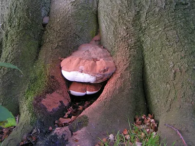 Ganoderma adspersum