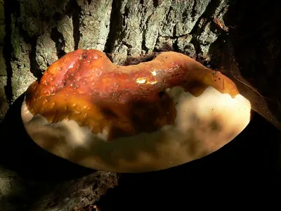 Ganoderma resinaceum
