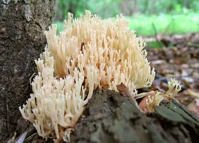 Artomyces pyxidatus