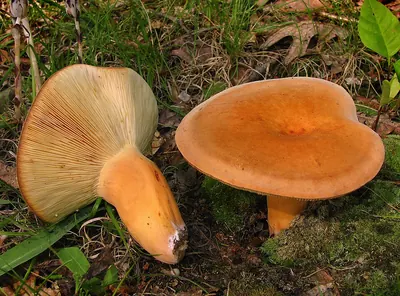 Lactifluus volemus
