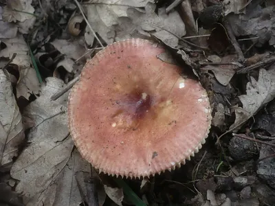 Russula odorata