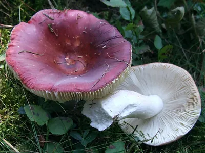 Russula vinosa