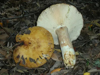 Russula fragrantissima