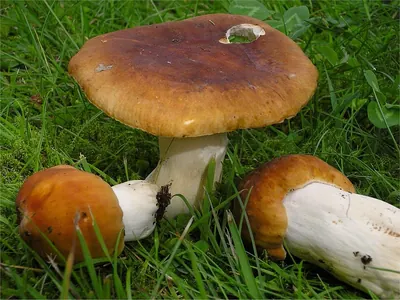 Russula mustelina