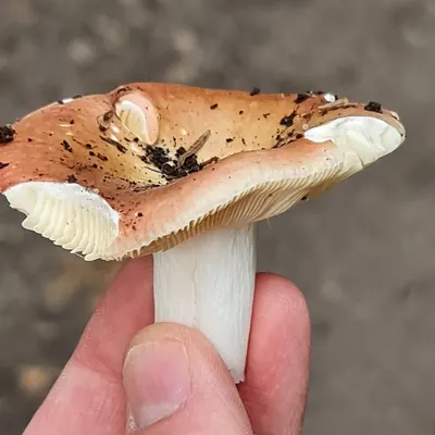 Russula vesca