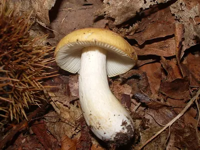 Russula ochroleuca