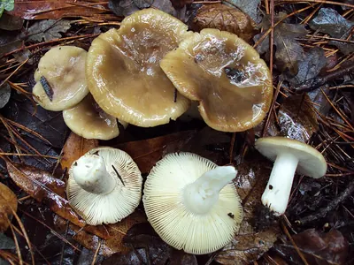Russula amoenolens