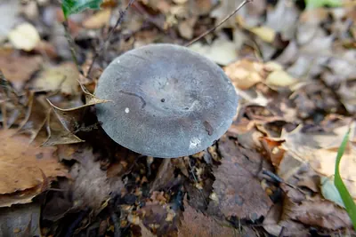 Russula parazurea