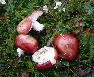Russula nana