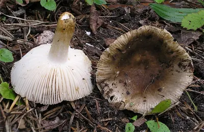 Russula insignis