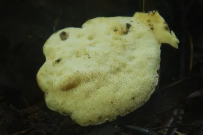 Heterobasidion araucariae