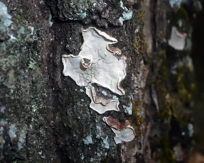 Aleurodiscus disciformis