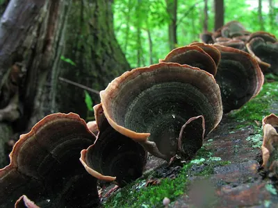 Stereum ostrea