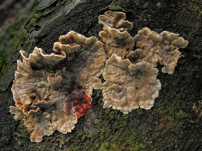 Stereum sanguinolentum