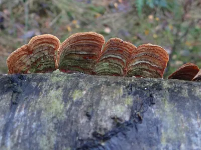 Stereum subtomentosum