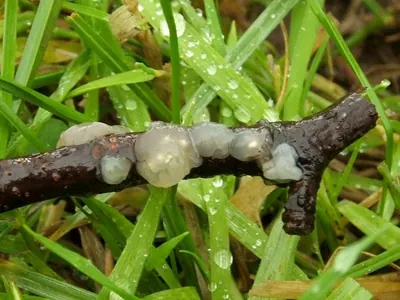 Myxarium nucleatum