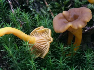 Craterellus tubaeformis