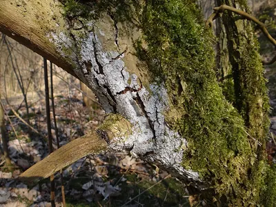 Dendrothele acerina