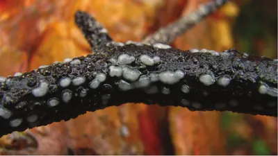 Naohidea sebacea