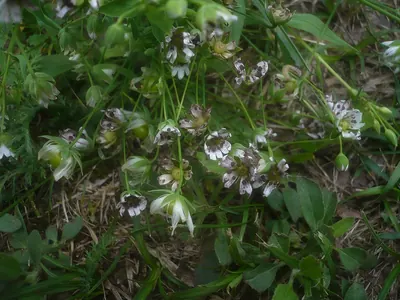 Microbotryum stellariae