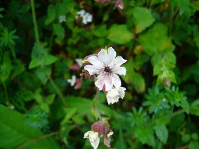 Microbotryum violaceum