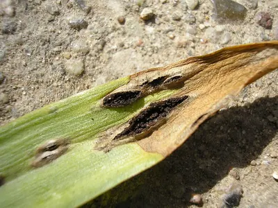 Vankya ornithogali