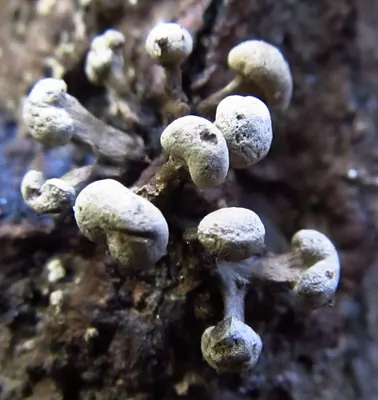 Phleogena faginea