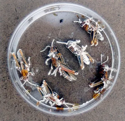 Beauveria bassiana