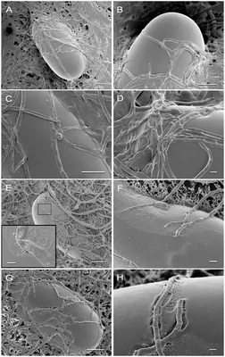 Metacordyceps chlamydosporia