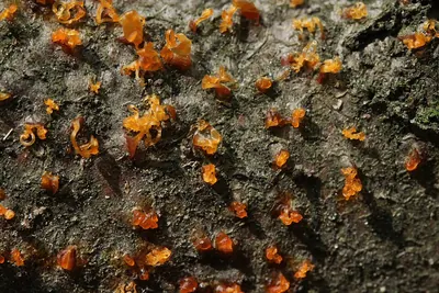 Eutypella quaternata