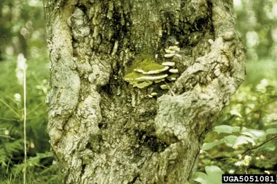 Eutypella parasitica