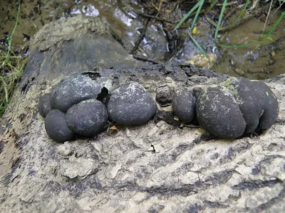 Daldinia concentrica