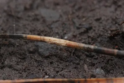 Cyclaneusma niveum