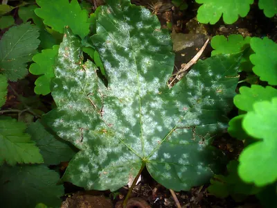 Sawadaea bicornis