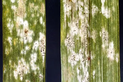 Blumeria graminis