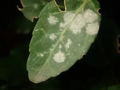 Erysiphe euonymi