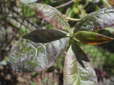 Erysiphe azaleae