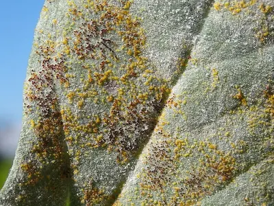 Erysiphe convolvuli
