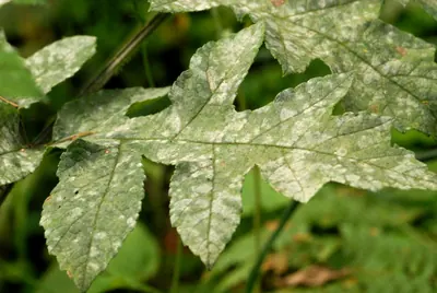 Erysiphe heraclei